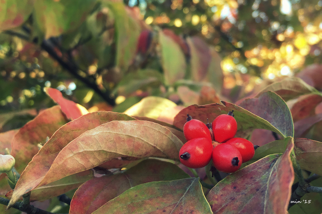 Dogwood Berries by mhei