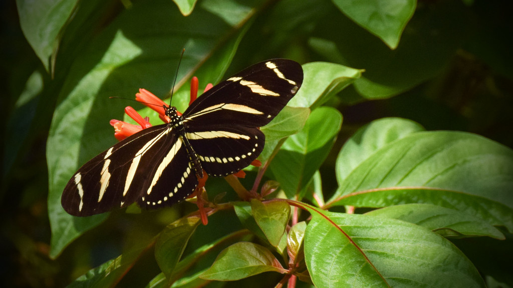 Zebrawing Butterfly by rickster549