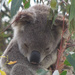 hard work by koalagardens