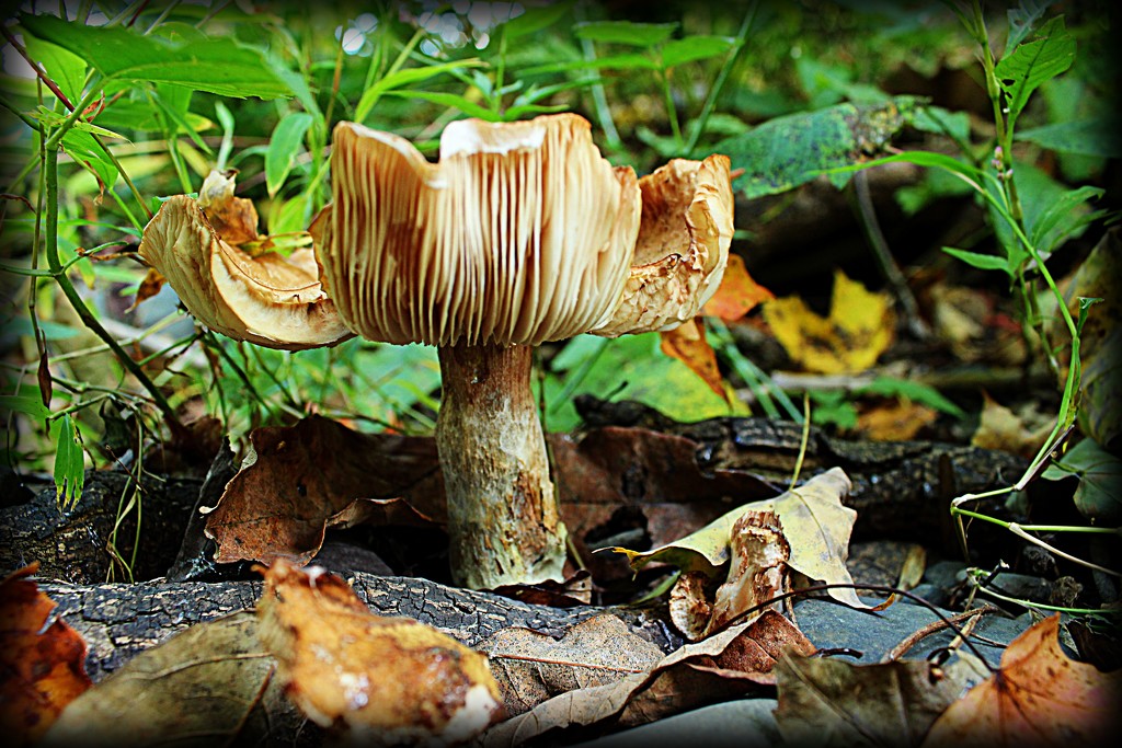 McDade Mushroom by olivetreeann