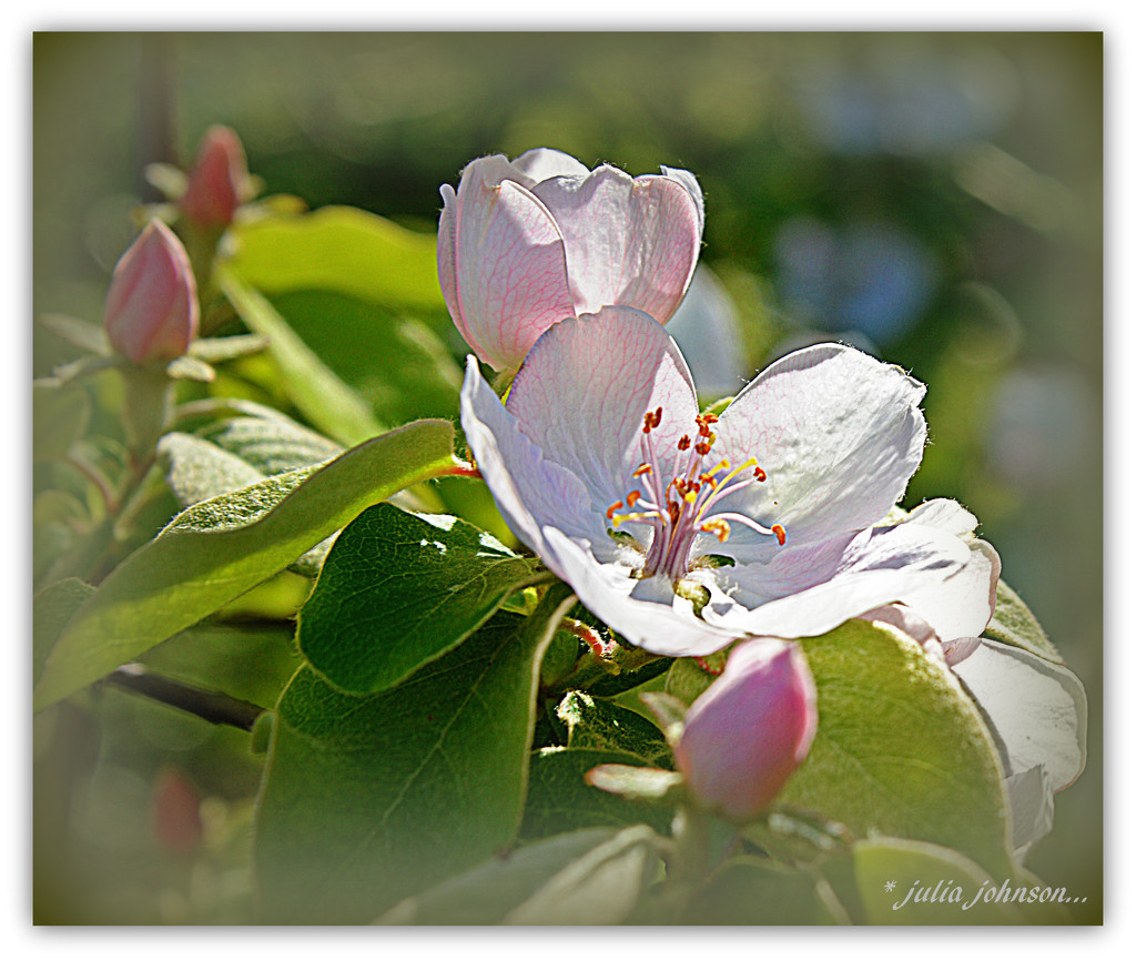 Quince Blossom... Tribute to Pink Ribbon Day... by julzmaioro
