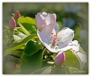 9th Oct 2015 - Quince Blossom... Tribute to Pink Ribbon Day...