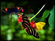 8th Oct 2015 - Butterfly Convention