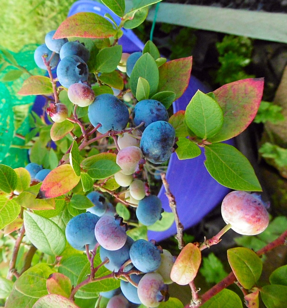 Blueberries by mambo