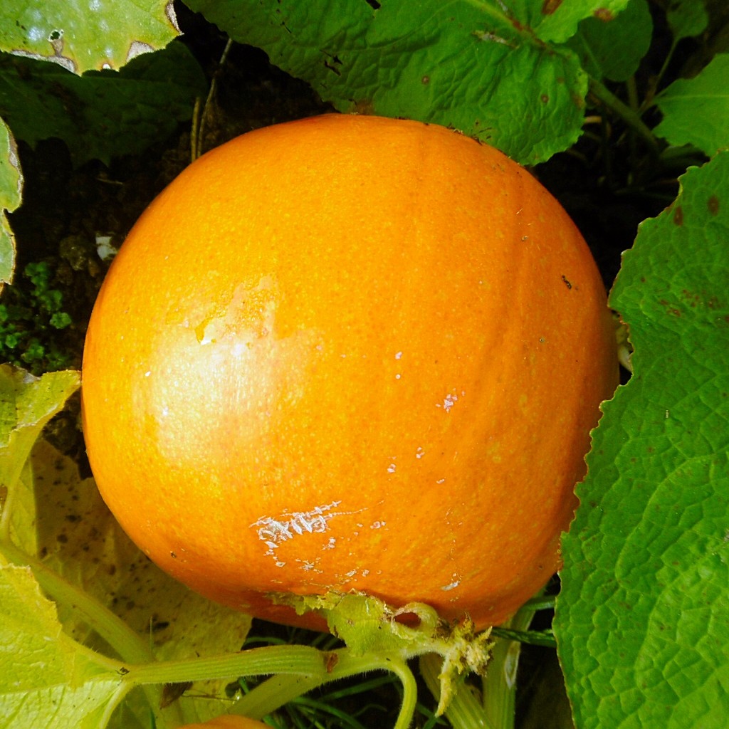 Pumpkin by mambo