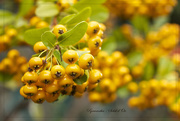 9th Oct 2015 - Pyracantha - Soleil d'Or