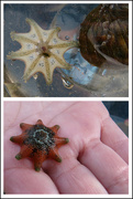 9th Oct 2015 - Eight Armed Sea Star