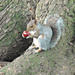 My first Squirrel. by wendyfrost