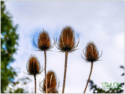 9th Oct 2015 - Teasels