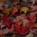 Autumn leaves by bruni