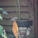 7 October 2015 A new visitor to our garden, maybe it is a female chaffinch. by lavenderhouse