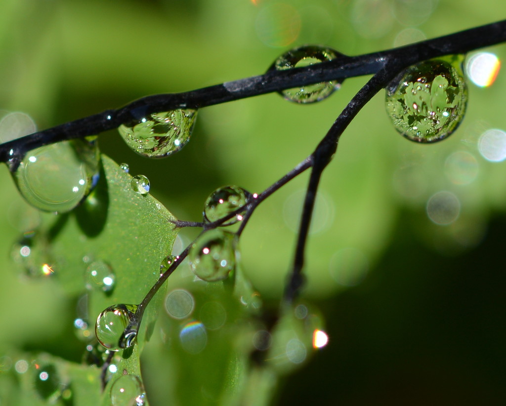 Water Drops DSC_2467 by merrelyn