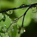 Water Drops DSC_2467 by merrelyn