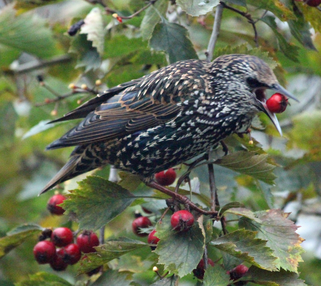 Common starling (Sturnus vulgaris) - Kottarainen, Stare by annelis