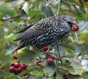 2nd Oct 2015 - Common starling (Sturnus vulgaris) - Kottarainen, Stare