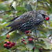 Common starling (Sturnus vulgaris) - Kottarainen, Stare by annelis