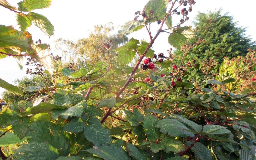 Blackberries by g3xbm