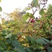 Blackberries by g3xbm