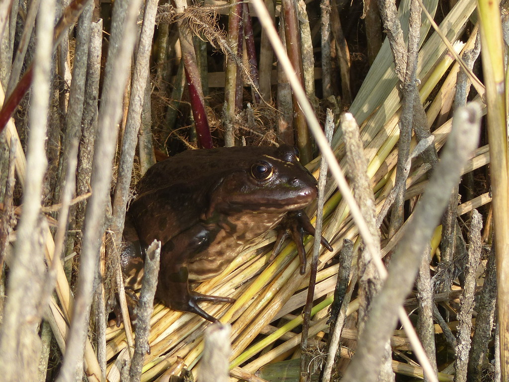  Marsh Frog at Rainham Marshes by susiemc