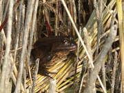 6th Oct 2015 -  Marsh Frog at Rainham Marshes