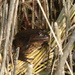  Marsh Frog at Rainham Marshes by susiemc