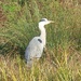  Heron at Rainham Marshes by susiemc