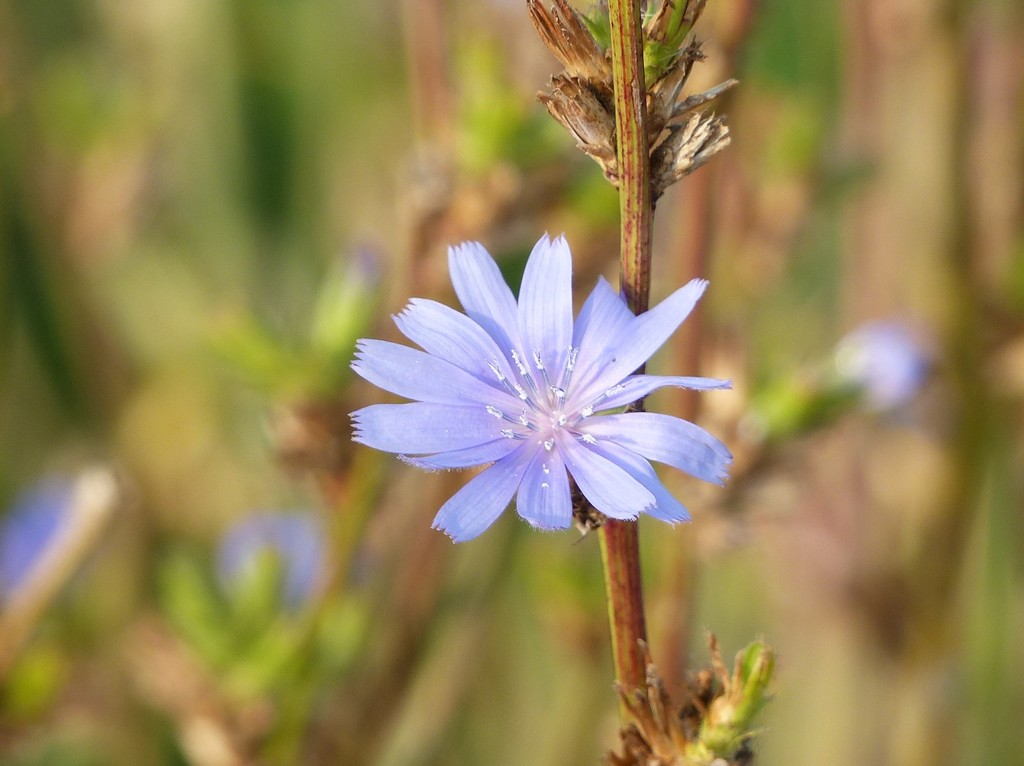 Pretty Blue Flower by susiemc