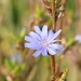 Pretty Blue Flower by susiemc