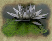 9th Oct 2015 - 276 - Metal Water Lilly