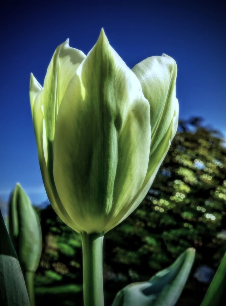 One white tulip by maggiemae