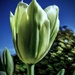 One white tulip by maggiemae