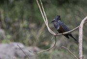 9th Oct 2015 - Giant Kingfisher