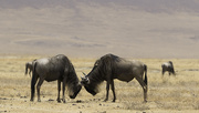 30th Sep 2015 - Battle of the Wildebeest