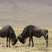 Battle of the Wildebeest by leonbuys83