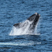 Jumping for joy by mv_wolfie