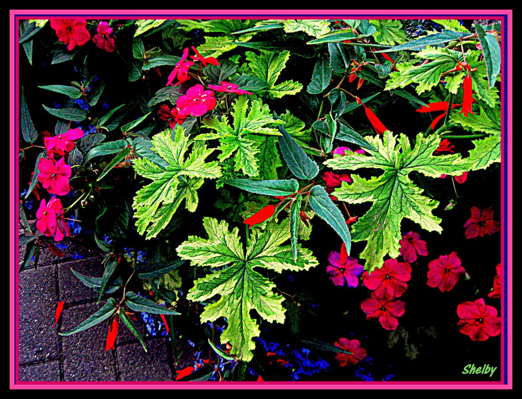 Impatiens and Greenery by vernabeth