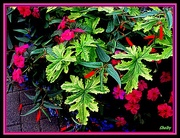 4th Oct 2015 - Impatiens and Greenery