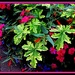 Impatiens and Greenery by vernabeth