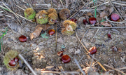 9th Oct 2015 - A Year of Days Day 282: Chestnut Treasure Trove