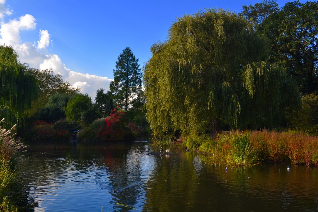 Queen Mary's Gardens by tomdoel