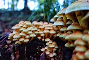 9th Oct 2015 - Mucho mushroom!