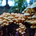Mucho mushroom! by cocobella