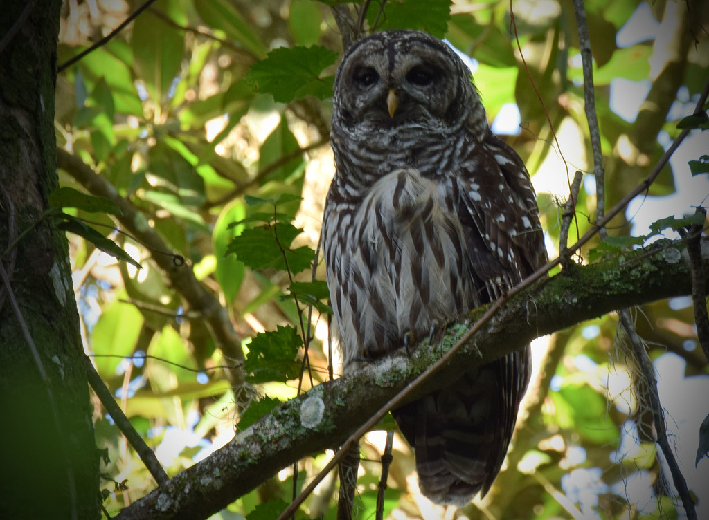 Barred Owl, awake by rickster549