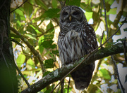 9th Oct 2015 - Barred Owl, awake