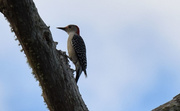 9th Oct 2015 - Red Headed Woodpecker