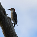 Red Headed Woodpecker by rickster549