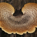 Dryad's Saddle by lindasees