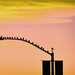 Sunrise Bungee Jumpers by joysfocus