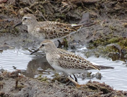 9th Oct 2015 - White-rumped Sandpipers
