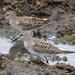 White-rumped Sandpipers by annepann